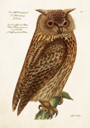 Karnet ST515 B6 + koperta Sowa. Wydawca: Skona Ting. Dadada.pl Opakowanie Karnet ST515 B6 + koperta Sowa