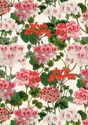 Opakowanie Karnet ST531 B6 + koperta Pelargonia