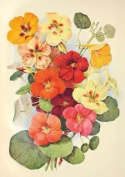 Opakowanie Karnet ST532 B6 + koperta Nasturcja