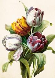 Opakowanie Karnet ST541 B6 + koperta Tulipany