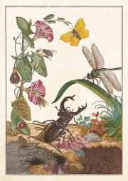 Opakowanie Karnet ST542 B6 + koperta Owady