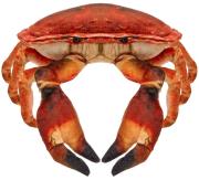 Opakowanie Krab słonowodny 26cm