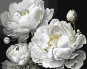 Opakowanie Malowanie po numerach - Nieskazitelne piękno 40x50