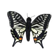 Opakowanie Motyl paź królowej