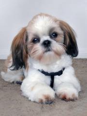 Opakowanie Mozaika diamentowa 5D - Shih Tzu 40x30cm