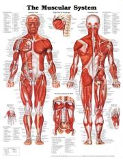 Opakowanie Muscular System Poster