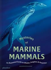 Mysteries of Marine Mammals. An Illustrated Guide to Whales, Dolphins, and Porpoises. Autor: Amandine Delaunay. Dadada.pl Okładka książki Mysteries of Marine Mammals. An Illustrated Guide to Whales, Dolphins, and Porpoises