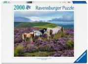 Opakowanie Puzzle 2000 Wild Horses in the Heather