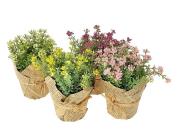 Opakowanie Roślina w ozdobnej doniczce MIX