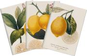 Opakowanie Stone 506 Zestaw 3 notatników A6 - cytryna