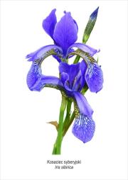 Opakowanie Tablica A4 Kosaciec syberyjski