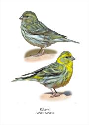 Opakowanie Tablica A4 Kulczyk