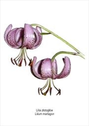 Opakowanie Tablica A4 Lilia złotogłów