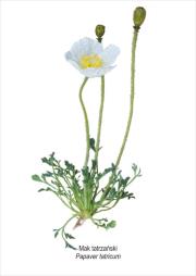 Opakowanie Tablica A4 Mak tatrzański