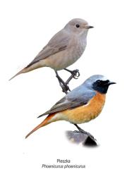 Opakowanie Tablica A4 Pleszka