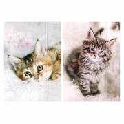 Opakowanie Teczka z gumką A4 Kotki mix