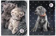 Opakowanie Teczka z gumką A4 The Sweet Pets