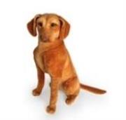 Opakowanie Wyżeł siedzący 44cm