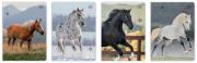 Zeszyt A5/32K 3kol linia 70g UV Wild Horses(10szt). Wydawca: INTERDRUK. Dadada.pl Opakowanie Zeszyt A5/32K 3kol linia 70g UV Wild Horses(10szt)