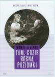 Tam, gdzie rosną poziomki. Autor: Ingmar Bergman. Dadada.pl Okładka książki Tam, gdzie rosną poziomki