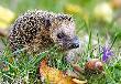 Okładka książki Puzzle 260 Hedgehog
