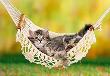 Okładka książki Puzzle 500 Kitten in Hammock