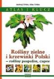 Chemia GIM Obliczenia Chemiczne KUBAJAK. Autor: praca zbiorowa. Dadada.pl Okładka książki Chemia GIM Obliczenia Chemiczne KUBAJAK