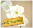 Orchidee. Autor: Kullmann Folko. Dadada.pl Okładka książki Orchidee