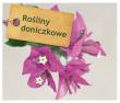 Rośliny doniczkowe. Autor: TANJA RATSCH. Dadada.pl Okładka książki Rośliny doniczkowe