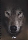 Kołobrulion A4 100 kartek z perforacją i kolorowymi registrami Wild Wilk. Wydawca: Beniamin. Dadada.pl Opakowanie Kołobrulion A4 100 kartek z perforacją i kolorowymi registrami Wild Wilk