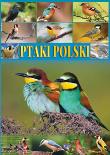 Ptaki Polski TW. Autor: Studio Fenix. Dadada.pl Okładka książki Ptaki Polski TW