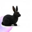 Opakowanie Królik czarny ANIMAL PLANET