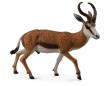 Okładka książki Kozioł Springbok