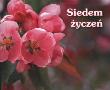 Perełka 026 - Siedem życzeń. Autor: Opracowanie zbiorowe. Dadada.pl Okładka książki Perełka 026 - Siedem życzeń