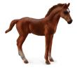 Okładka książki Źrebię Thoroughbred Foal Standing Chesnut