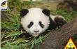 Opakowanie Puzzle 1000 - Mała panda PIATNIK