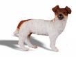 Okładka książki Pies Jack Russell Terier