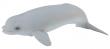 Okładka książki Wieloryb beluga młode