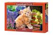 Opakowanie Puzzle 500 Ginger Kitten CASTOR