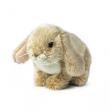 Opakowanie Królik siedzący kremowy 25 cm ACP