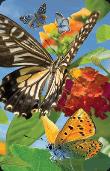Opakowanie Mini kartka 3D Motyl