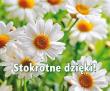 Perełka 263 Stokrotne dzięki!. Autor: Opracowanie zbiorowe. Dadada.pl Okładka książki Perełka 263 Stokrotne dzięki!