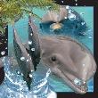 Opakowanie Pocztówka 3D Delfin