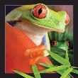 Opakowanie Pocztówka 3D Żaba