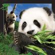 Opakowanie Pocztówka 3D Panda