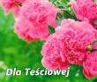 Dla Teściowej. Autor: nr.269. Dadada.pl Okładka książki Dla Teściowej