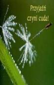 Perełka 140 - Przyjaźń czyni cuda. Autor: Opracowanie zbiorowe. Dadada.pl Okładka książki Perełka 140 - Przyjaźń czyni cuda