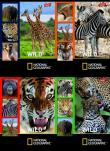 Opakowanie Zeszyt A5 National Geographic w kratkę 32 kartki 15 sztuk mix