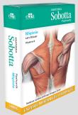 Anatomia Sobotta Flashcards Mięśnie Łacińskie mianownictwo anatomiczne. Autor: Lars Brauer. Dadada.pl Okładka książki Anatomia Sobotta Flashcards Mięśnie Łacińskie mianownictwo anatomiczne