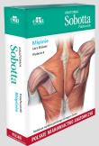 Anatomia Sobotta Flashcards. Mięśnie. Polskie mianownictwo anatomiczne. Autor: Bräuer L.. Dadada.pl Okładka książki Anatomia Sobotta Flashcards. Mięśnie. Polskie mianownictwo anatomiczne